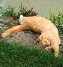 Ginger Stretch Cat