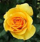 Golden Rose Yellow