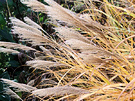 Grass Miscanthus Seedhead