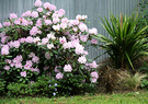 Green Rhododendron Cabbage