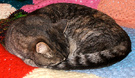 Grey Cat Asleep