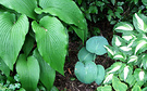 Group Hosta Plants