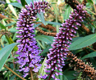 Hebe Purple Flower