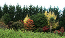 Hedge Leyland Autumn