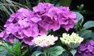 Hydrangea Bloom Purple