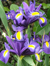 Iris Blue Dutch