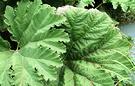 Leaves Gunnera Perennial