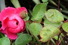 Leaves Pink Rose