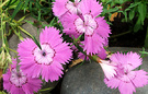 Lilac Dianthus