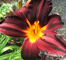 Lily Day Maroon