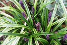 Liriope Purple Flower