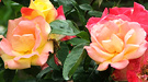 Multicolored Rose