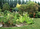 Nicotiana Vegetable Garden