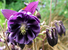 Old Fashioned Columbine