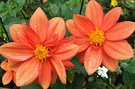 Orange Flower Dahlia