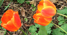 Orange Flower Tulip