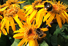 Orange Flowers Bees