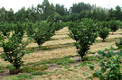 Orchard Hazelnut Drought