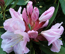 Pale Rhododendron Flower