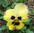 Pansy Face Lemon