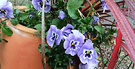 Pansy Flower Pot