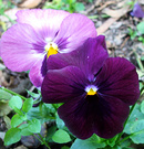 Pansy Flower Purple