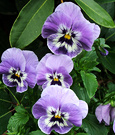 Pansy Flowers