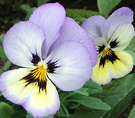 Pansy Pale Lilac