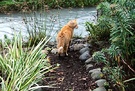 Path Ginger Cat