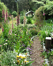 Path Irises Foxgloves