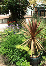 Patio Cabbage Tree