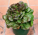 Patio Lettuce