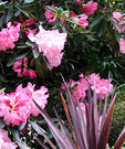 Pink Cordyline Rhododendron