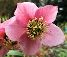 Pink Hellebore