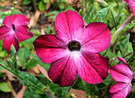 Pink Nicotiana Flower