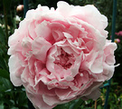 Pink Pale Peony