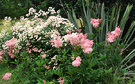 Pink Pond Flowers