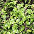 Pittosporum Leaf Green