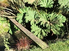 Plank Gunnera Flax