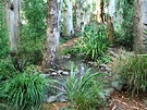 Pond Gum Trees