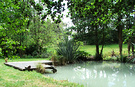 Pond Trees Lawn