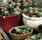 Pots Sedums Winter