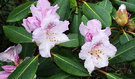 Rhododendron Flower Lilac