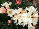 Rhododendron Unique