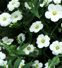 Rockery White Flowers