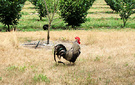 Rooster Dry Grass