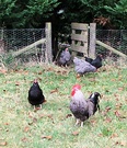 Rooster Hen Gate