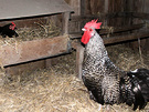 Rooster Hen Straw
