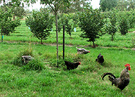 Rooster Hens Orchard