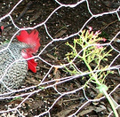 Rooster Netting